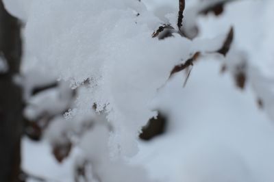 Close-up of frozen tree against sky during winter