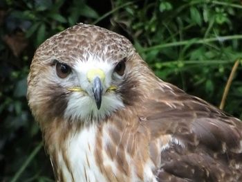 Close-up portrait of an animal