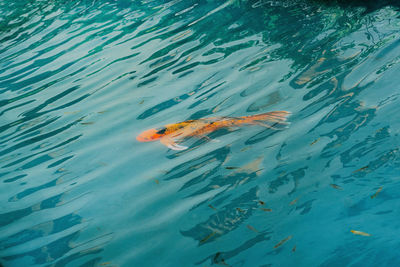 High angle view of fish swimming in sea