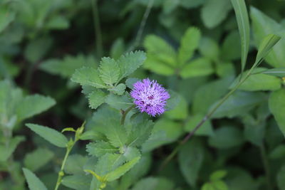 Close-up of purple flowering plant