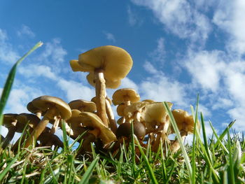 Plants growing on field against cloudy sky