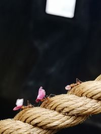 Pink basket on rope