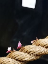 Leaf cutters rope walk