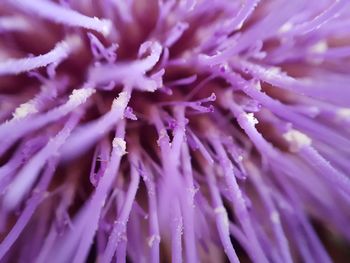 Extreme close up of purple flower