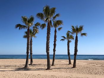 Palm trees on beach against clear sky