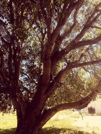 Low angle view of tree against sky