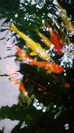 High angle view of koi carps swimming in lake