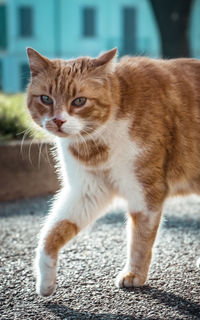 Close-up portrait of tabby cat