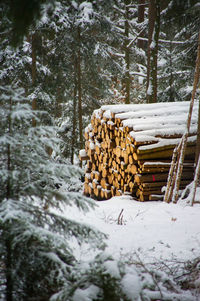 Stack of logs in forest during winter