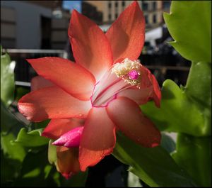 Close-up of orchid