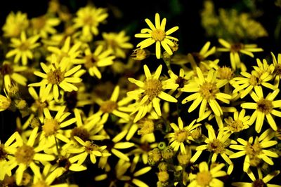 Close-up of yellow flowering plant