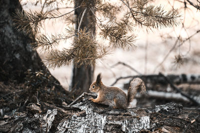 Squirrel on a tree