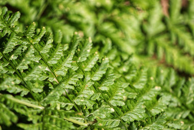 Full frame shot of fresh green leaves