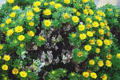 Close-up of yellow flowers