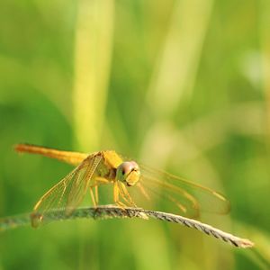 Close-up of damselfly on leaf