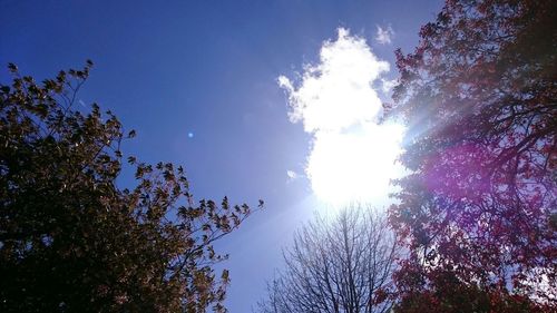 Low angle view of trees against blue sky