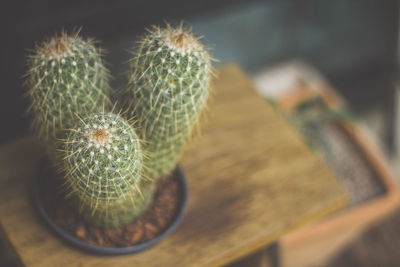 Close-up of succulent plant