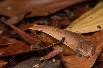 Close-up of frog on wood