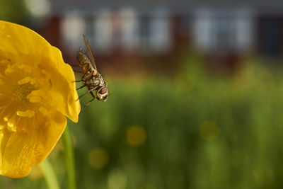 Close-up of bee on flower