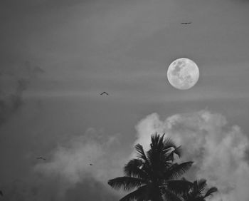 Low angle view of coconut palm tree against sky