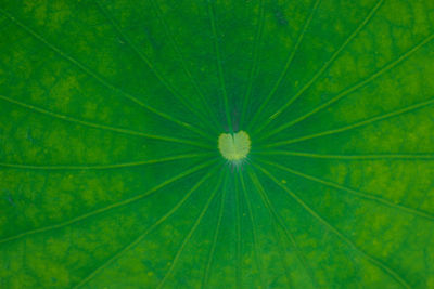 Macro shot of green leaf