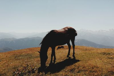 Cow grazing on field against mountain range