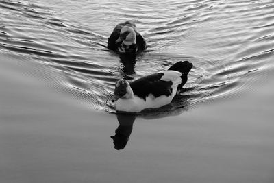 High angle view of ducks swimming on lake