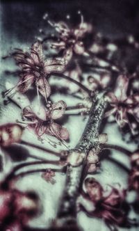 Close-up of plant against blurred background