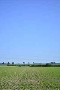 Scenic view of field against clear blue sky