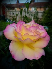 Close-up of pink rose blooming outdoors