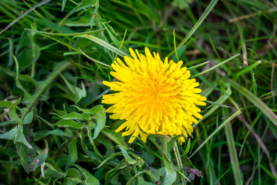 Close-up of yellow flower blooming in field