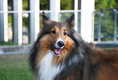 Smiling sable-colour shetland sheepdog