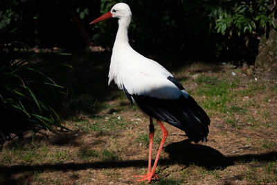 Side view of stork