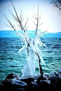 Close-up of tree by sea against clear sky