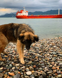 View of an animal on rock