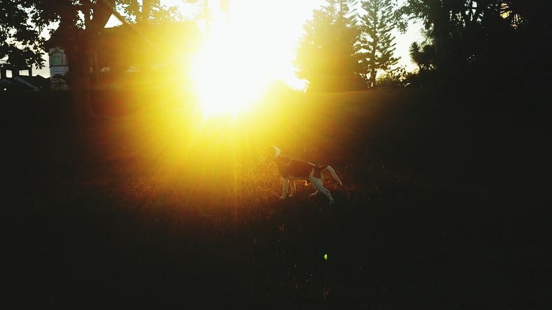 sun, sunset, tree, sunlight, sunbeam, silhouette, lens flare, tranquility, tranquil scene, nature, orange color, scenics, beauty in nature, clear sky, outdoors, back lit, bright, growth, landscape, idyllic