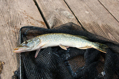 High angle view of fish on wood