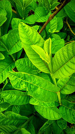 Full frame shot of green leaves