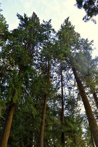 Low angle view of trees in forest against sky