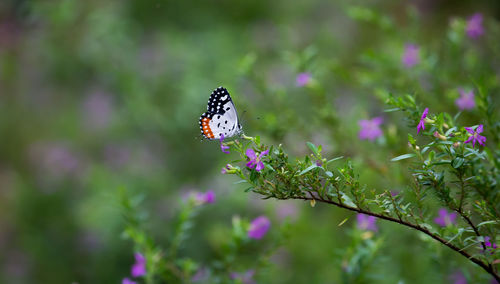 Close-up of butterfly pollinating on purple flower