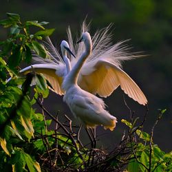 Snowy egrets perching on tree