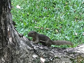 Close-up of squirrel on tree trunk