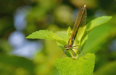 Close-up of insect on leaf