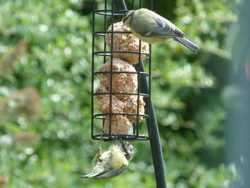 Close-up of bird perching on feeder