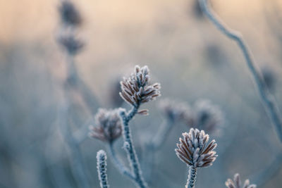 Close-up of wilted plant