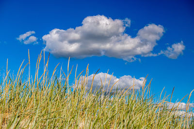 Clouds over dune grass