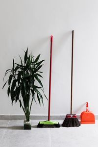 Potted plant against white wall