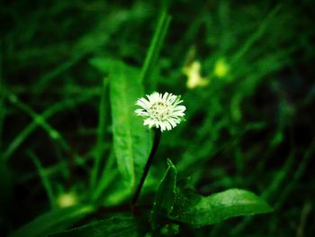 Close-up of flower blooming outdoors