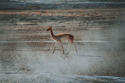 Alpaca at atacama desert