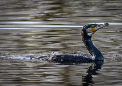 Close-up of duck swimming in lake